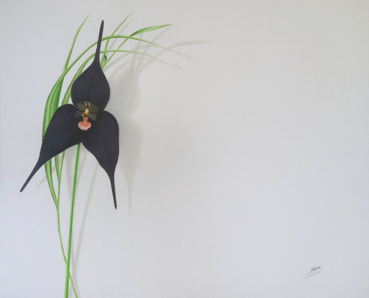 Black Orchid (Ikebana) by Daniel Shipton