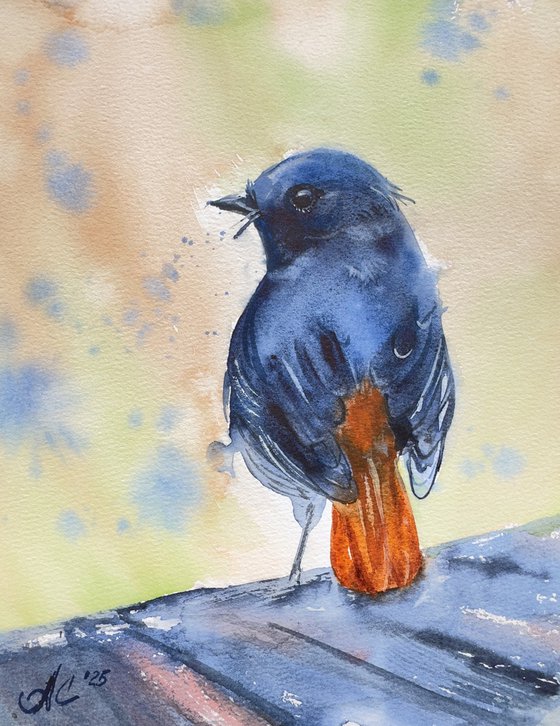 Birds: Redstart and Pink Robin