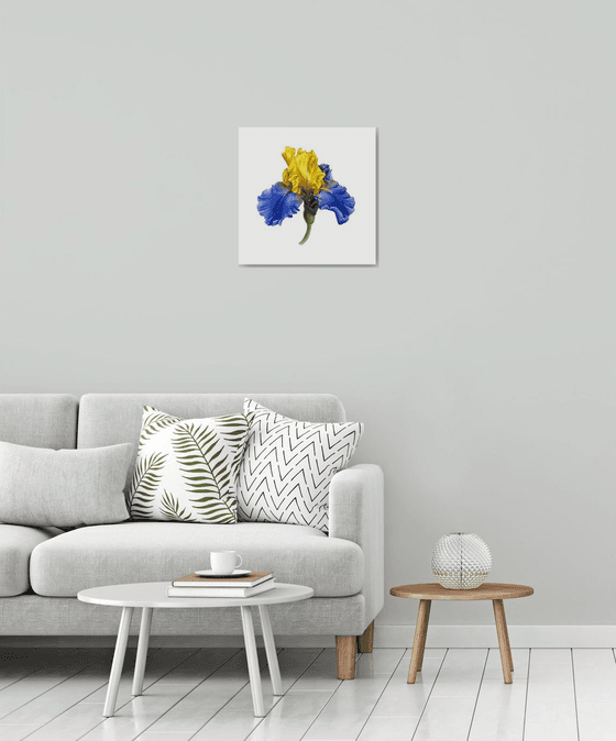 Iris blue and gold