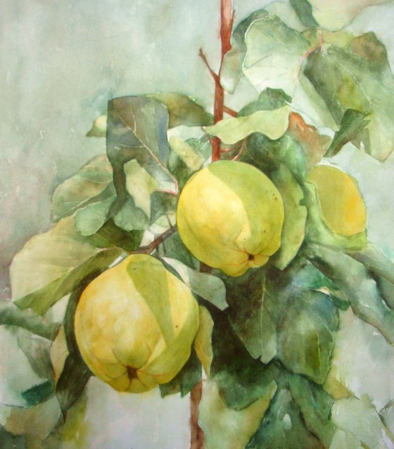 Study of quinces