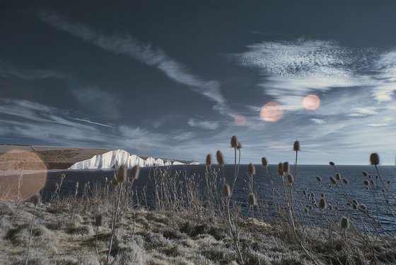 Teasel Heads, Cuckmere Haven