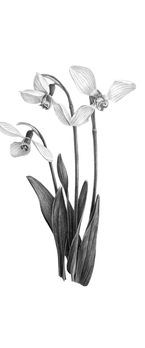 Snowdrops, botanical illustration by Yuliia Prokopchuk