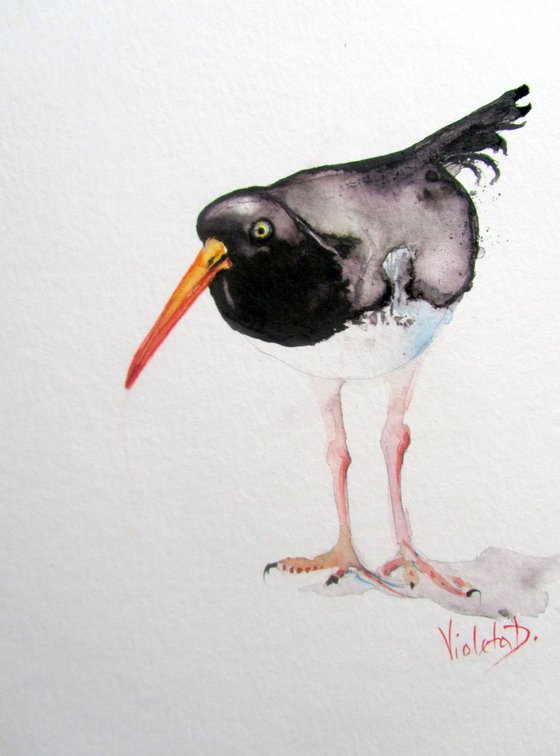 The Oystercatcher