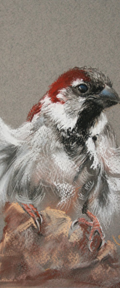 Breeze Came... Sparrow Portrait  5.8x8.3" /  ORIGINAL PAINTING by Salana Art / Svetlana Samovarova