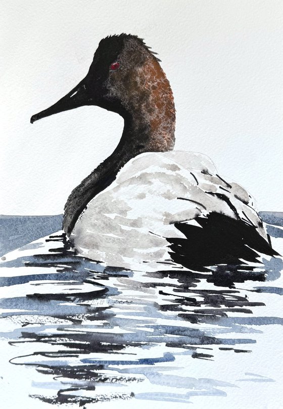 3 Wild drakes Mallard duck