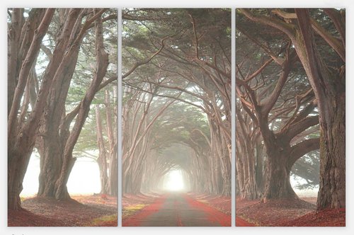 Cypress Tree Tunnel Gallery Wrapped Canvas Triptych by Emily Kent