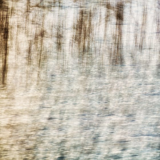 Reeds on the lake