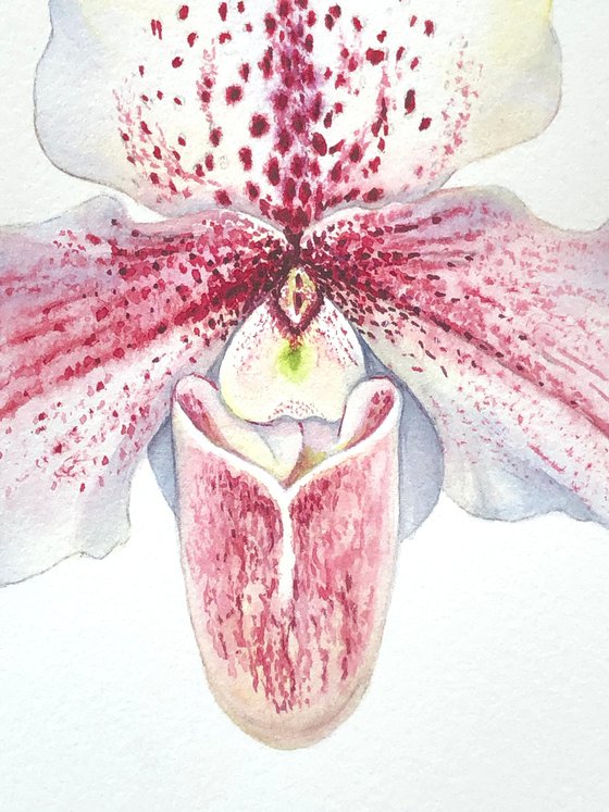 Orchid Venus slipper. A series of original watercolour artwork.