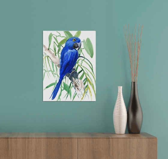 Hyacinth macaw