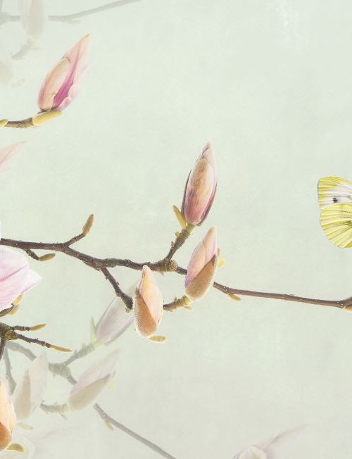 Magnolia and green-veined white by Fionna Bottema