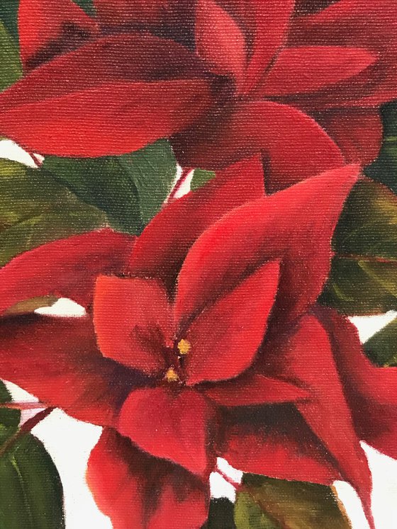 Poinsettia - Framed