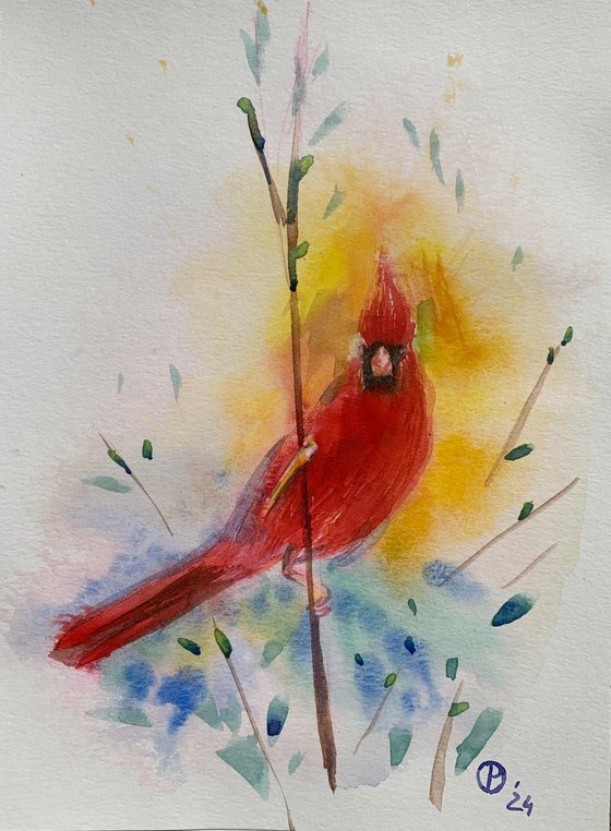 Cardinal bird