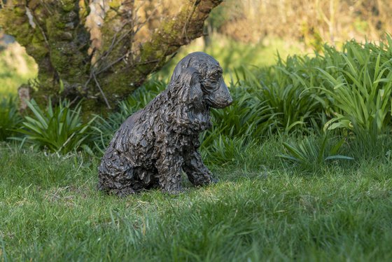 Sitting Cocker Spaniel BR