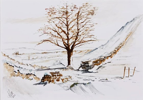 The Sycamore Gap Tree