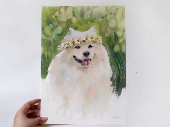 Samoyed dog portrait in a wreath of daisies