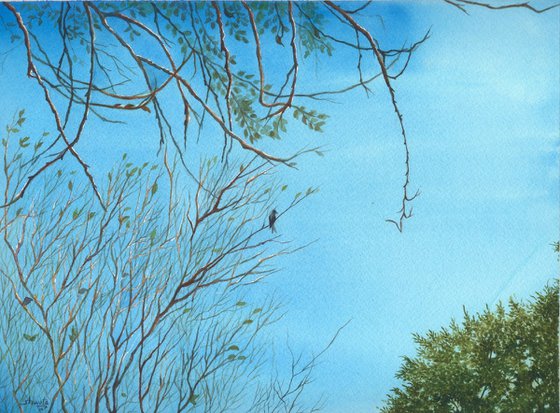Black Drongo in early morning sky