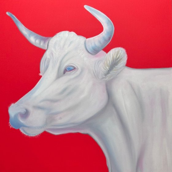 White cow
