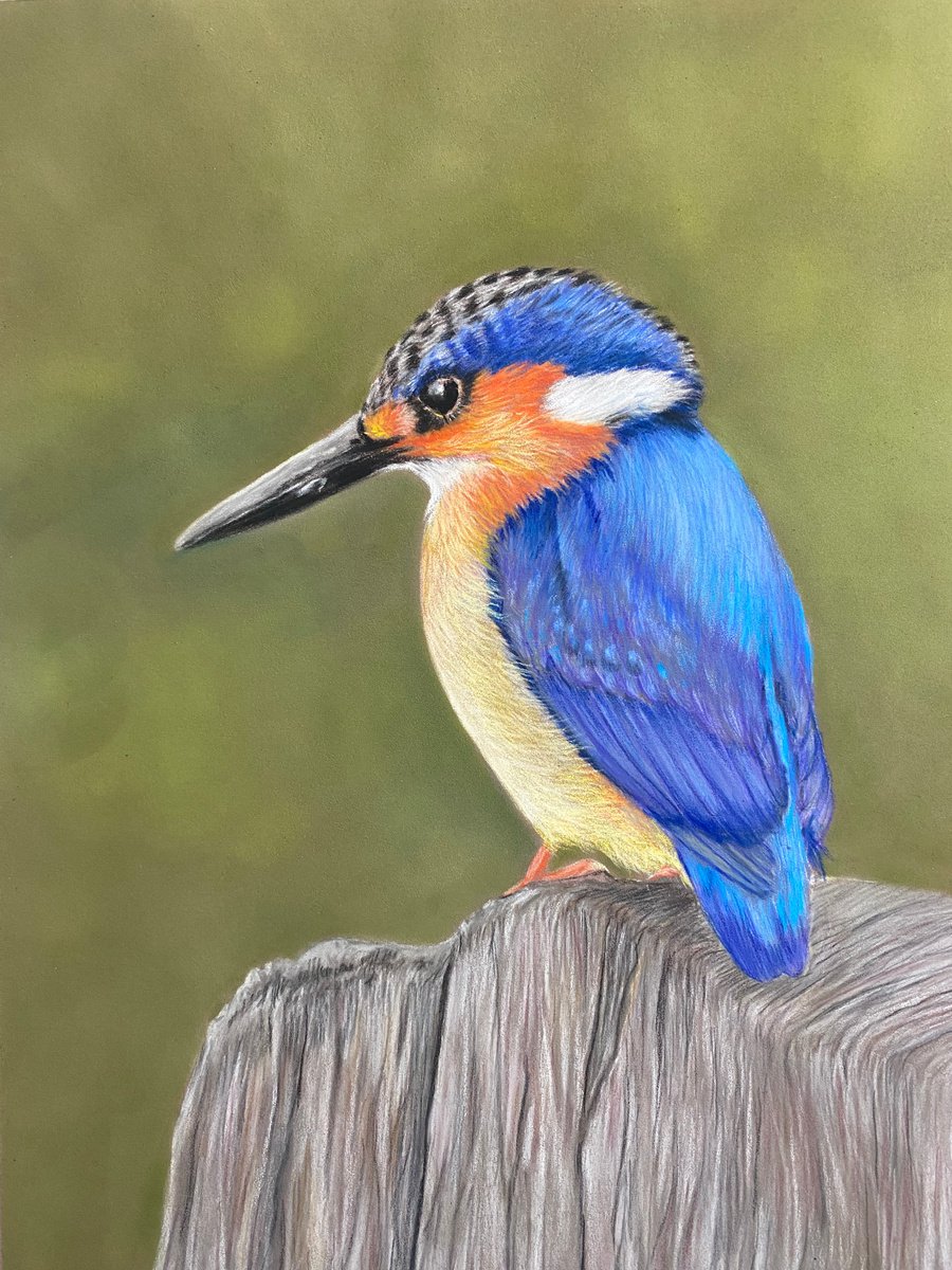 Kingfisher by Maxine Taylor