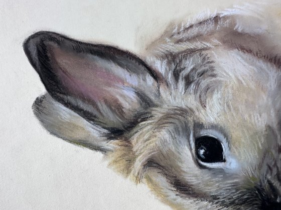 Portrait of a cute rabbit