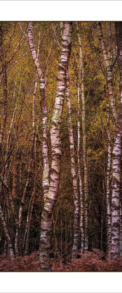 Silver Birch by Martin  Fry