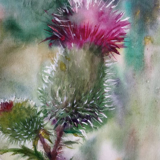 Scottish Thistle 2