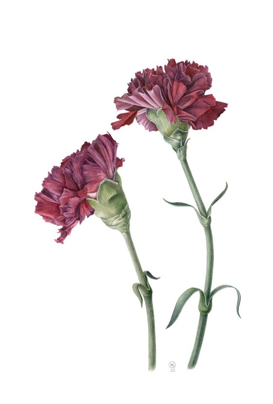 Carnations Dialogue