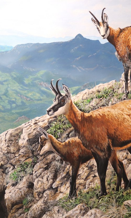 Izards des Pyrénées by Julian Wheat