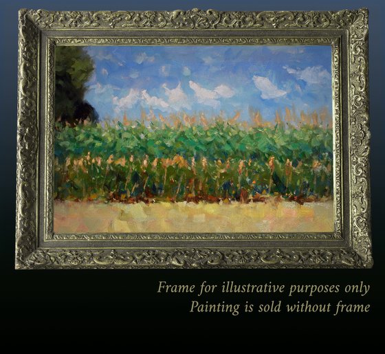 Field of corn with dancing clouds