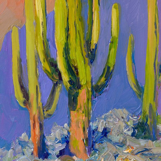 Evening and Saguaro Cactuses