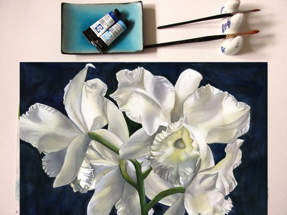 white cattleya orchid with blue