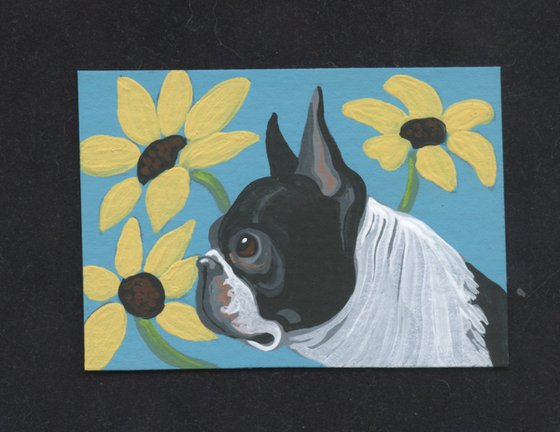 ACEO ATC Original Miniature Painting Boston Terrier Pet Dog Art-Carla Smale