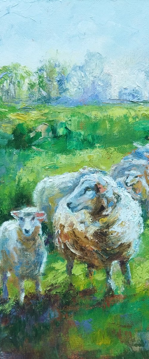 Scottish landscape, sheep on pasture by Ann Krasikova