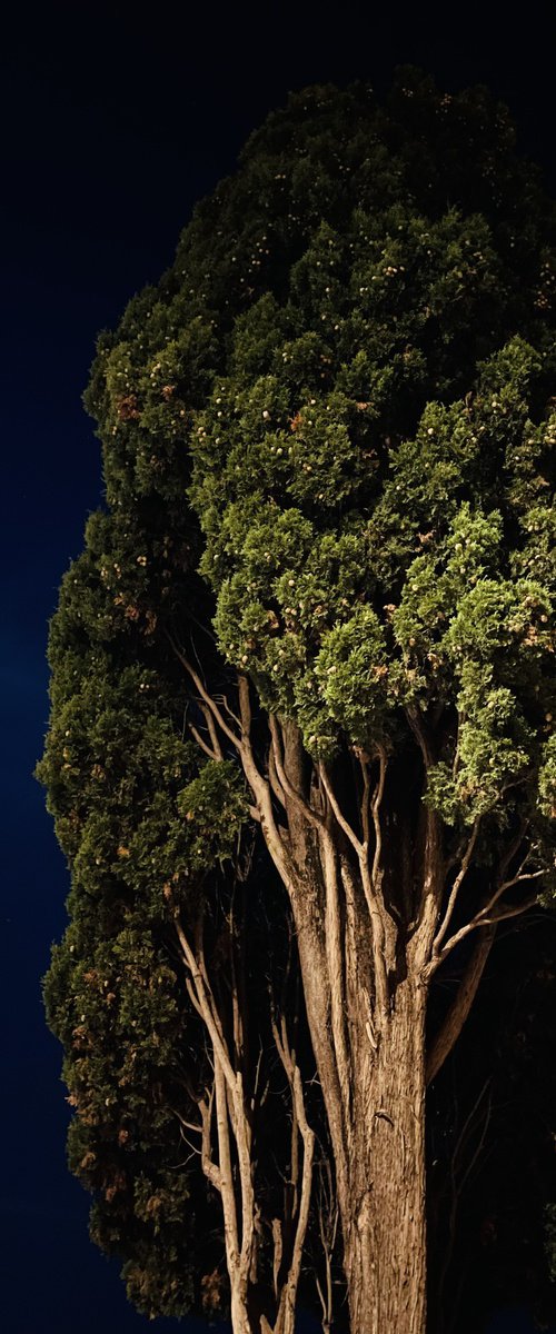 NT#181 King Cypress by Mattia Paoli