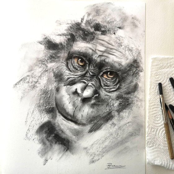 Monkey portrait (2) - Charcoal drawing