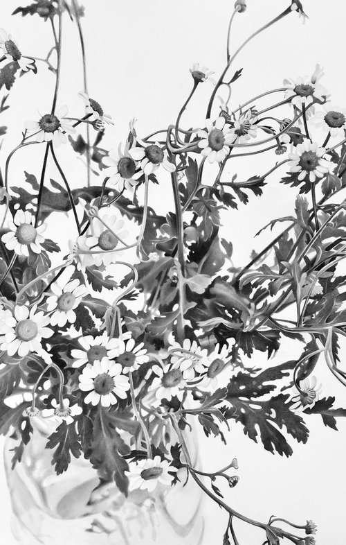 Camomile Flowers. by Vera Higgins