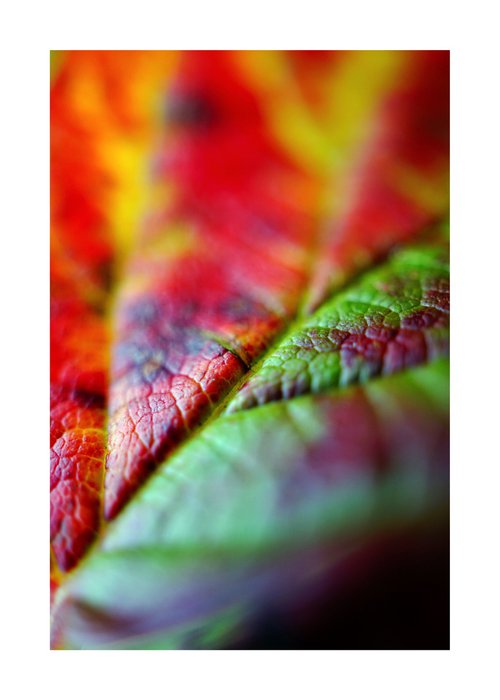 Abstract Leafs 08 by Richard Vloemans