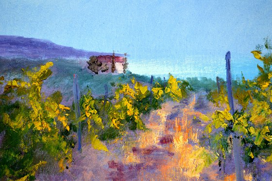 Morning in a sunny vineyard