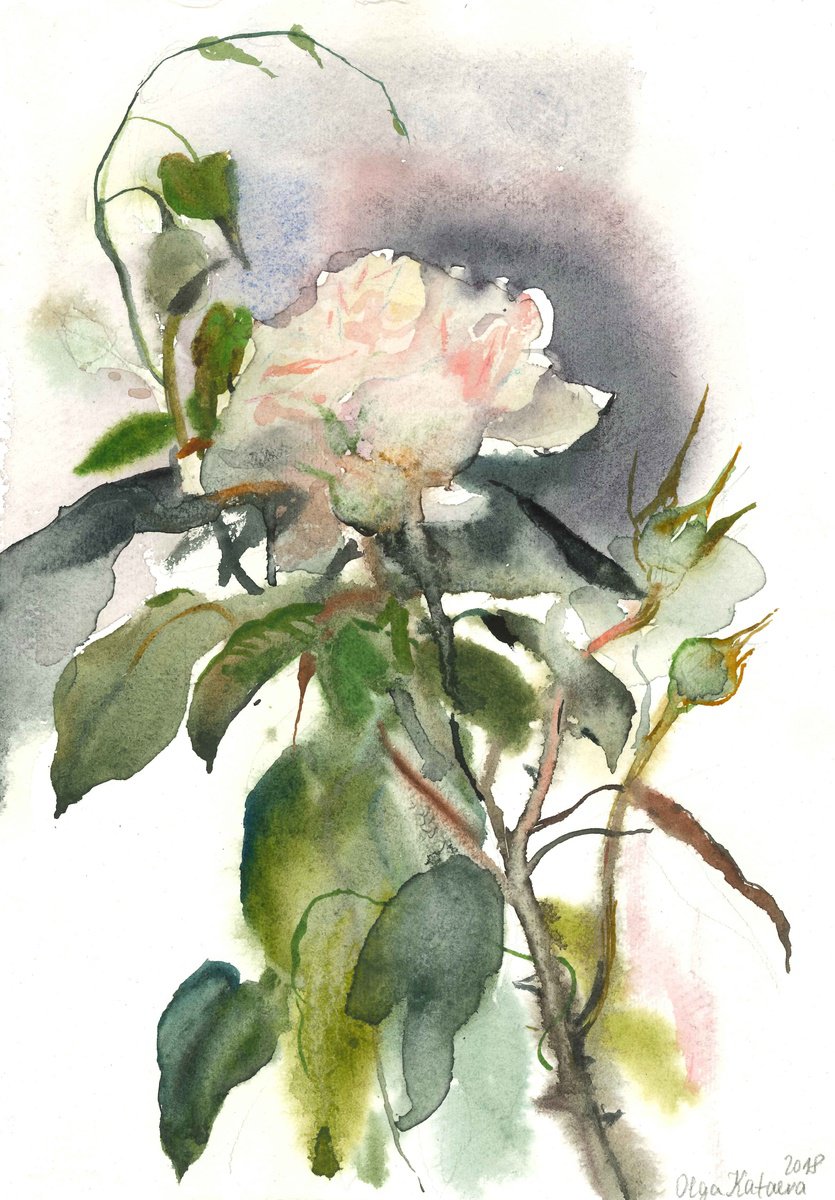 White Rose from my Garden by Olga Kataeva-Rochford