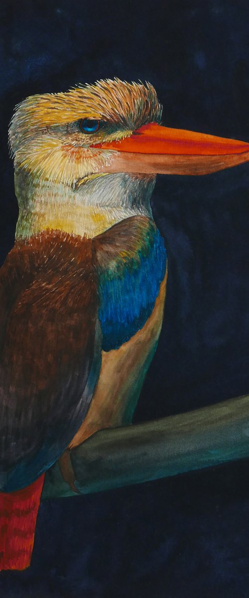 Kookaburra by Karina Danylchuk