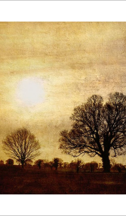Sun Setting over Trees by Martin  Fry