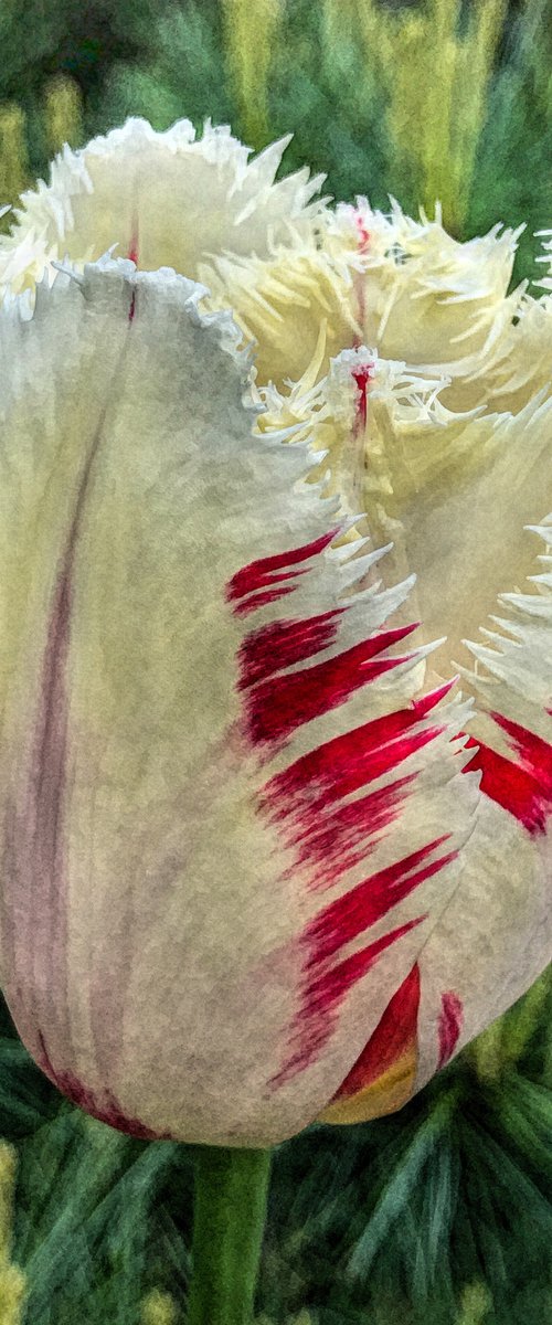 Painted White Tulip by Barbara Storey