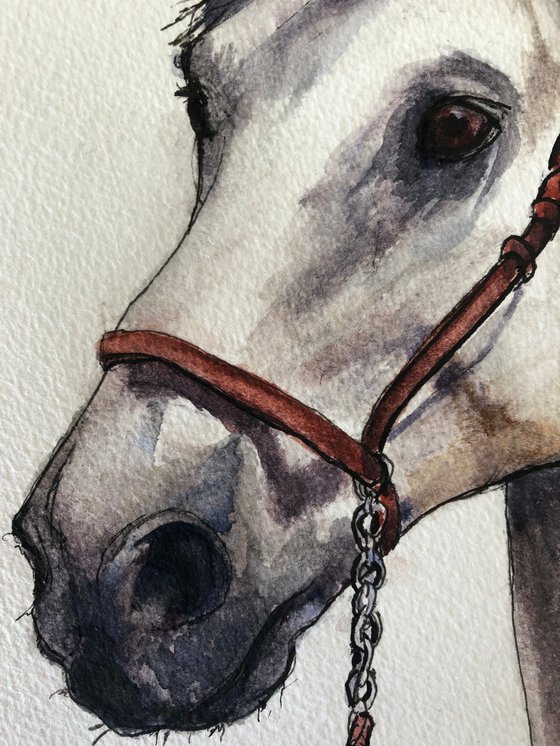 Horse Head
