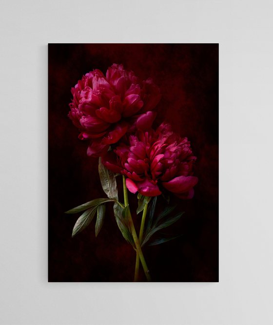 Crimson Peonies