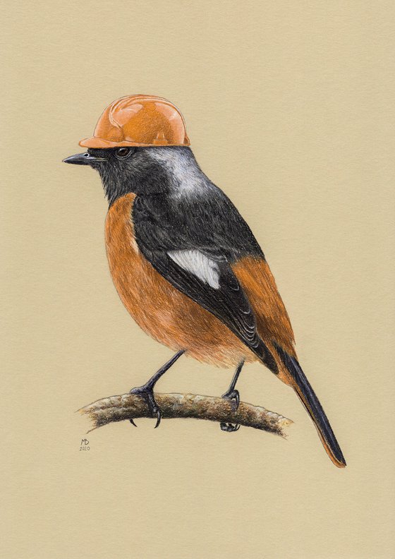 Original pastel drawing bird "White-winged Redstart"