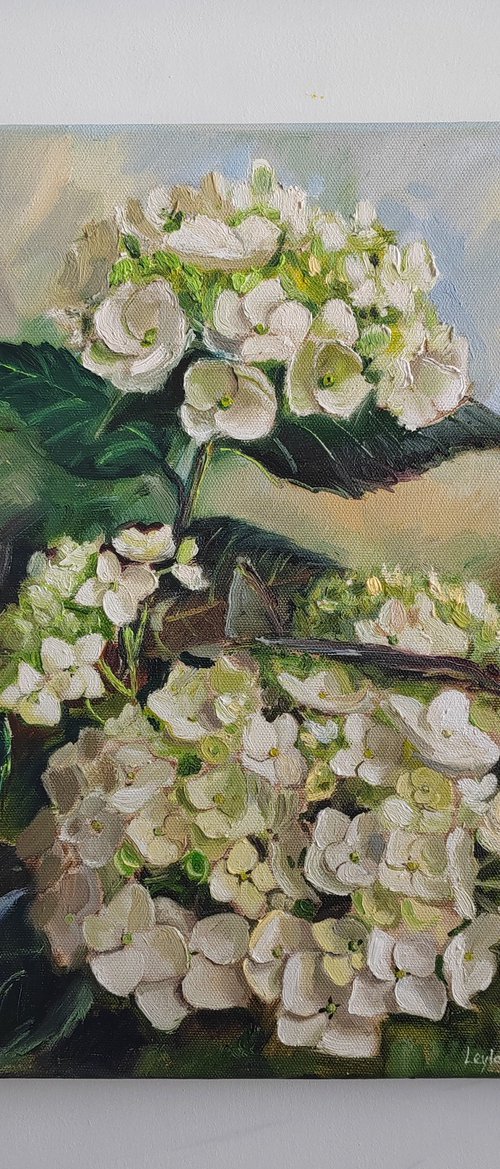 White hydrangea flower by Leyla Demir