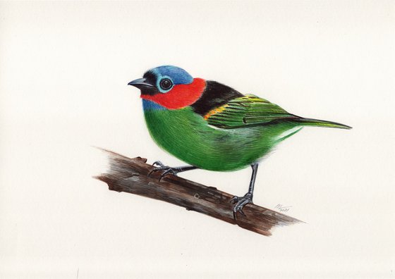 Birds Collection VII
