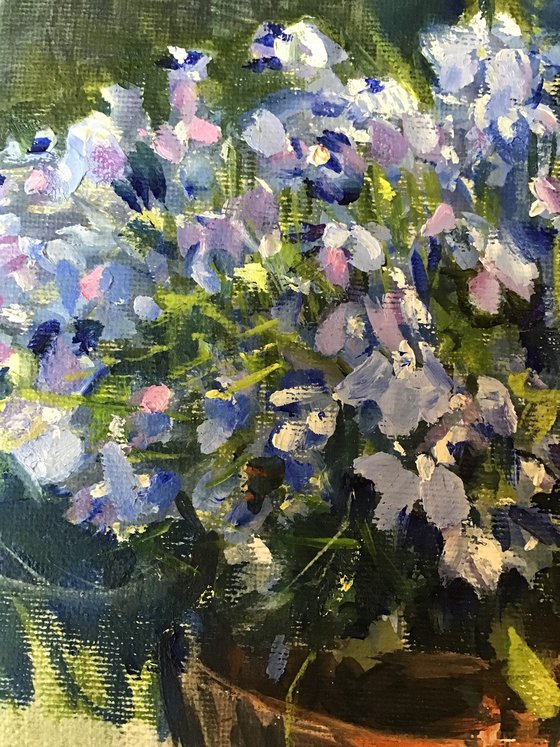 Lobelia