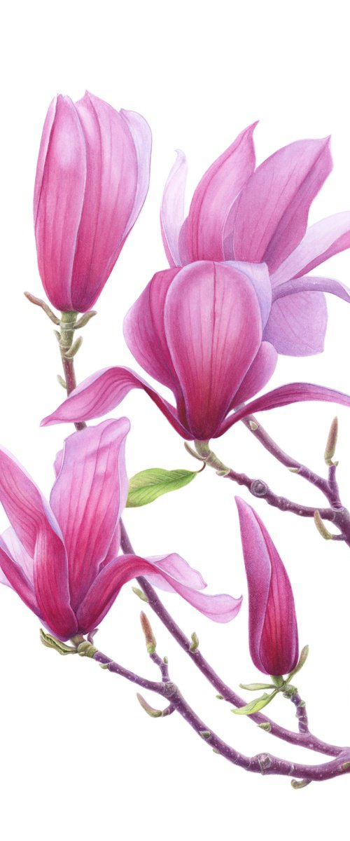 Magnolia Whisper by Yuliia Moiseieva
