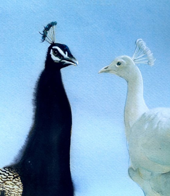 TWO PEACOCKS - BIRD CXVII