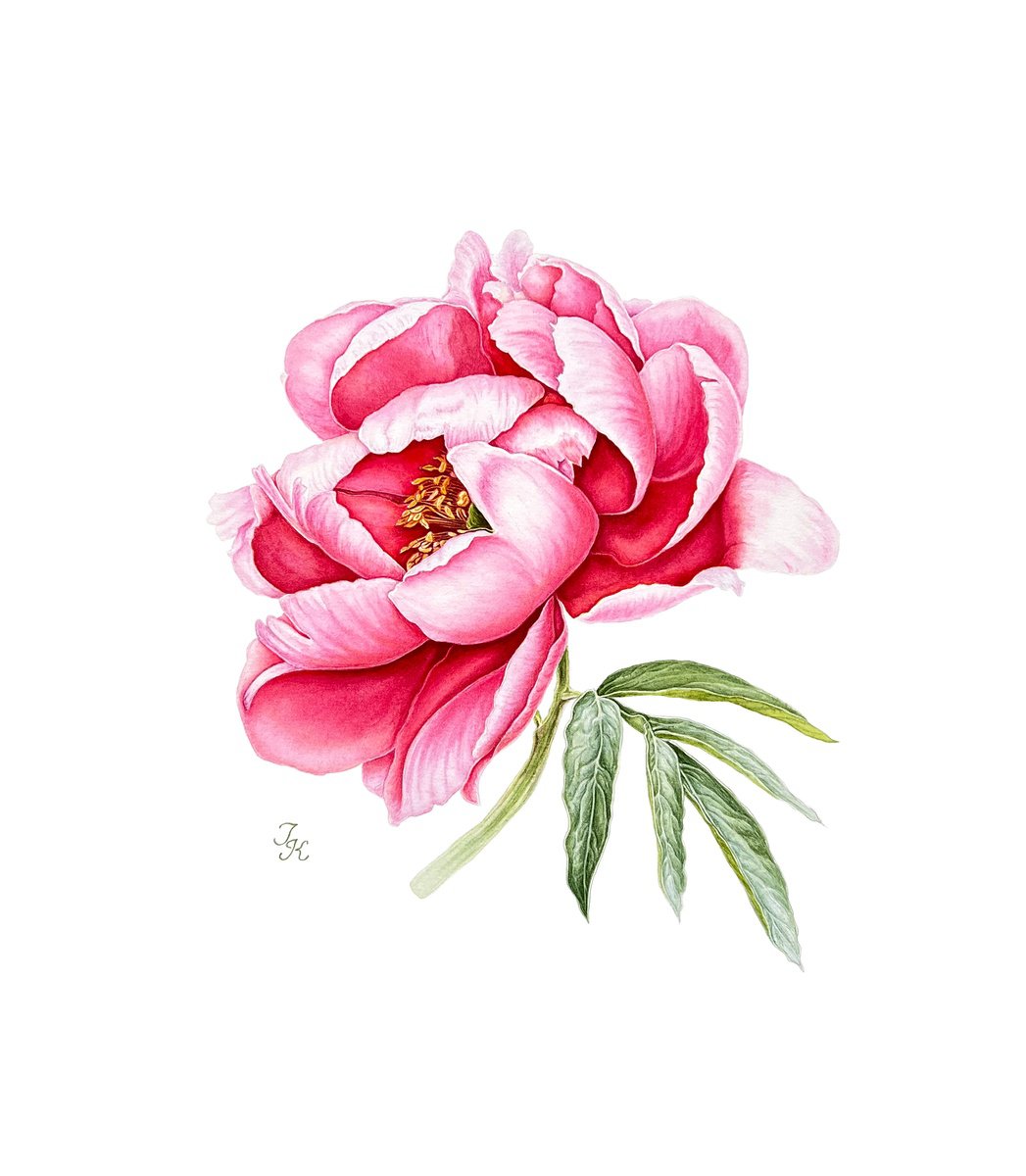 Illustrative Botanical Watercolour By Tetiana Kovalova, 12 X 14", Pink Peony, Original Artwork